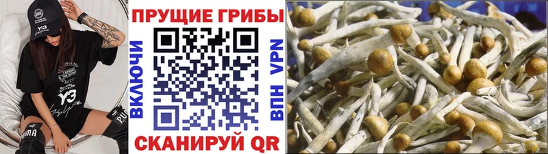 Галлюциногенные грибы Psilocybine cubensis  Полысаево 